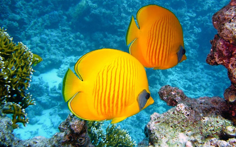 Coral reef dives