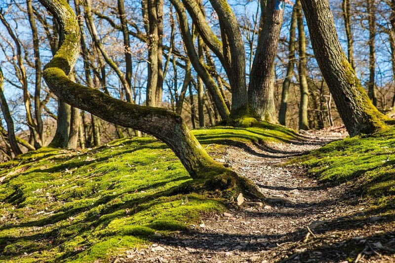 Hiking trails